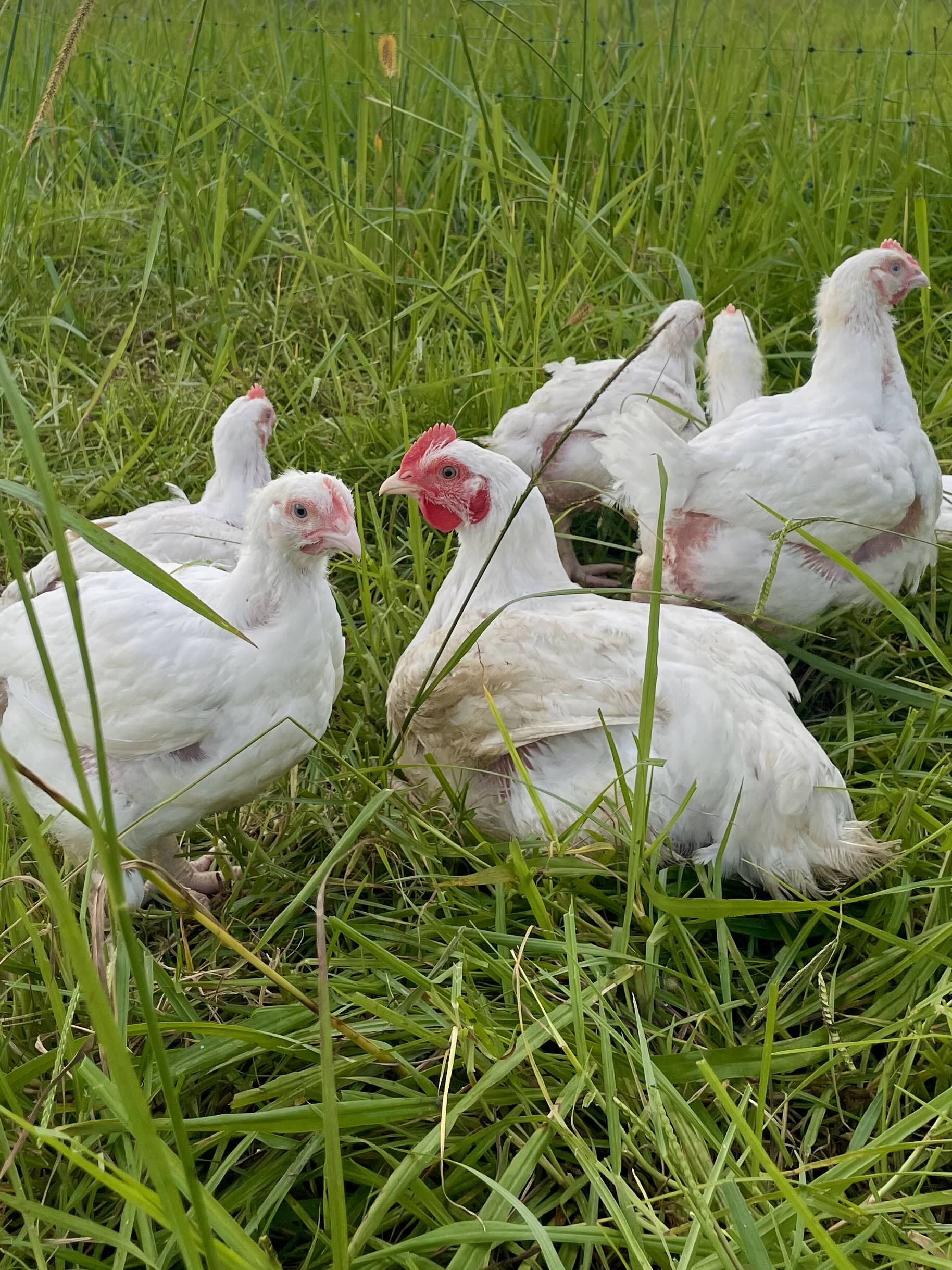 Pasture-Raised Chicken Farming