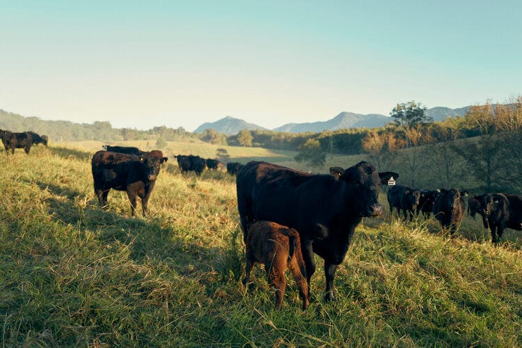 What Does Regenerative Farming Really Mean?
