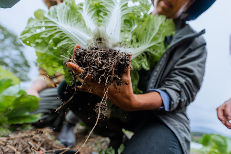Market Gardening