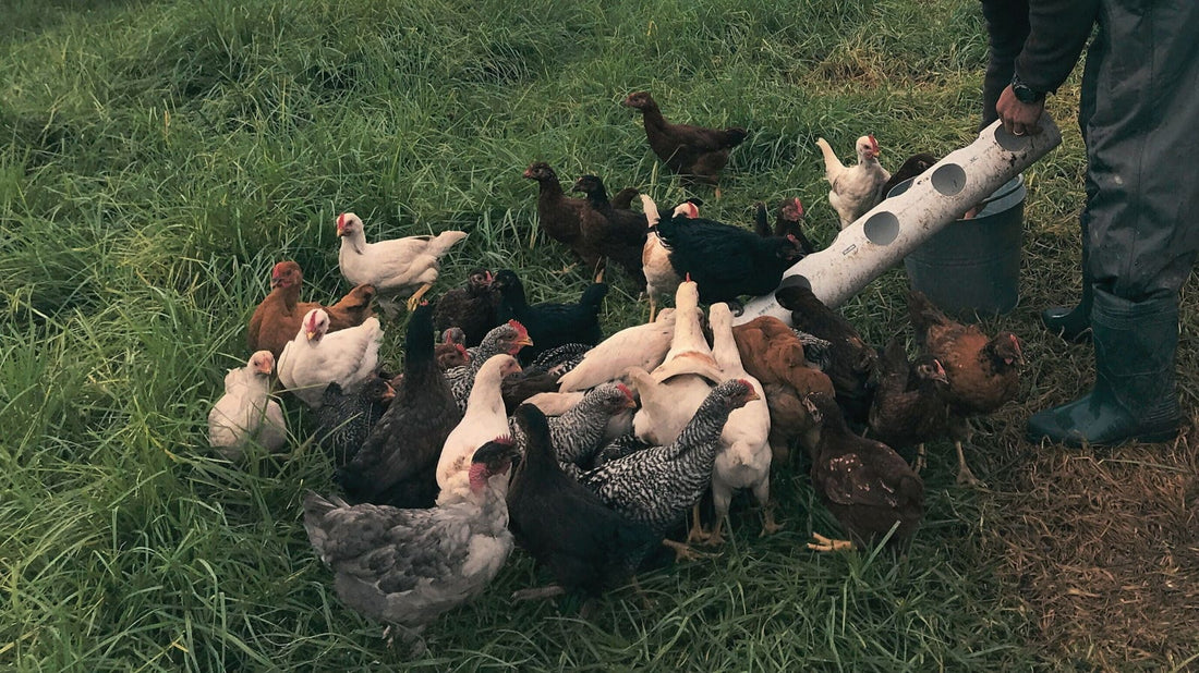 Humane Chicken Slaughter and Butchering Workshop-Levenvale Farm