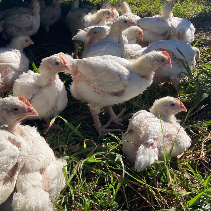 Farm Experiences - Humane Chicken Slaughtering