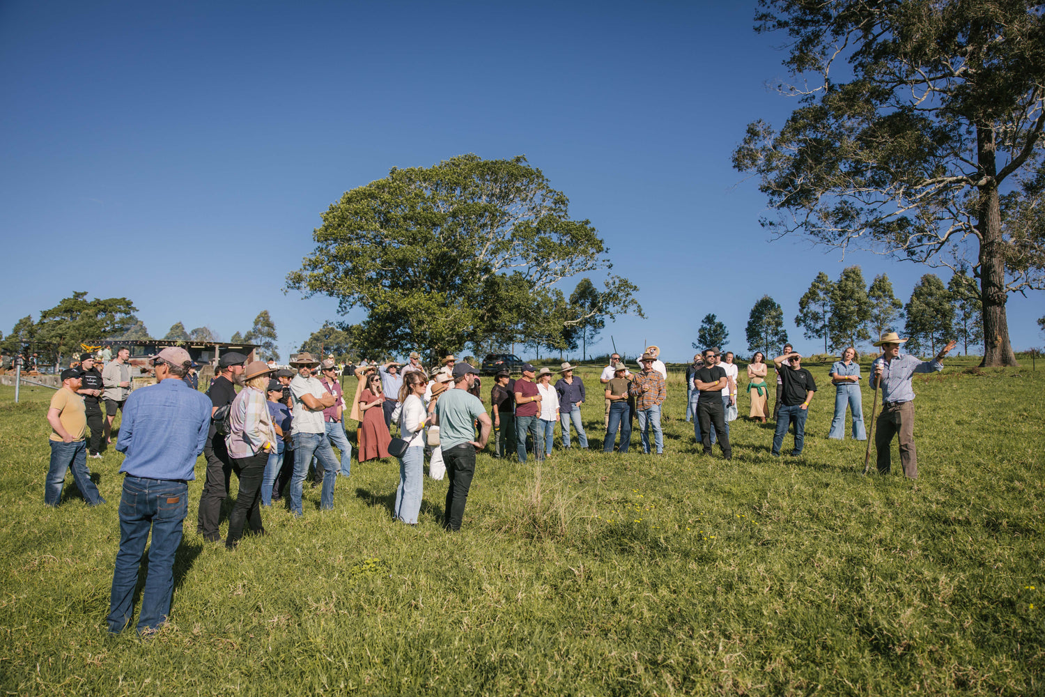 Regenerative Cattle Grazing