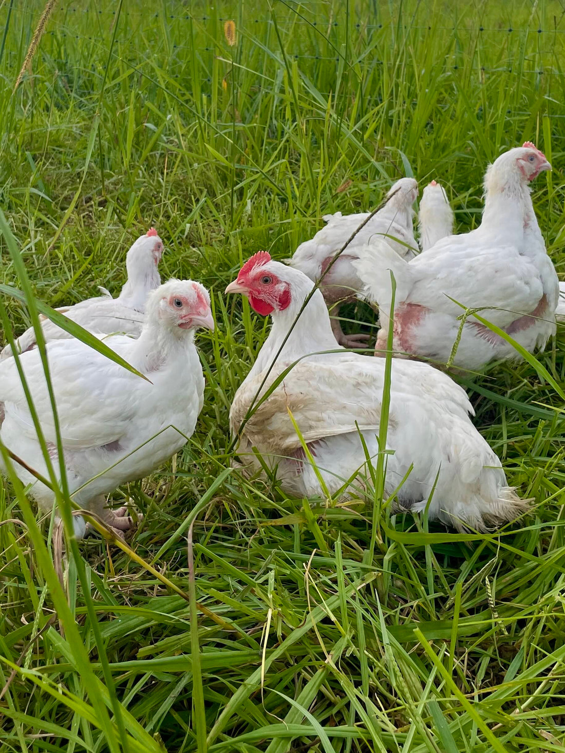 Pasture-Raised Chicken Farming