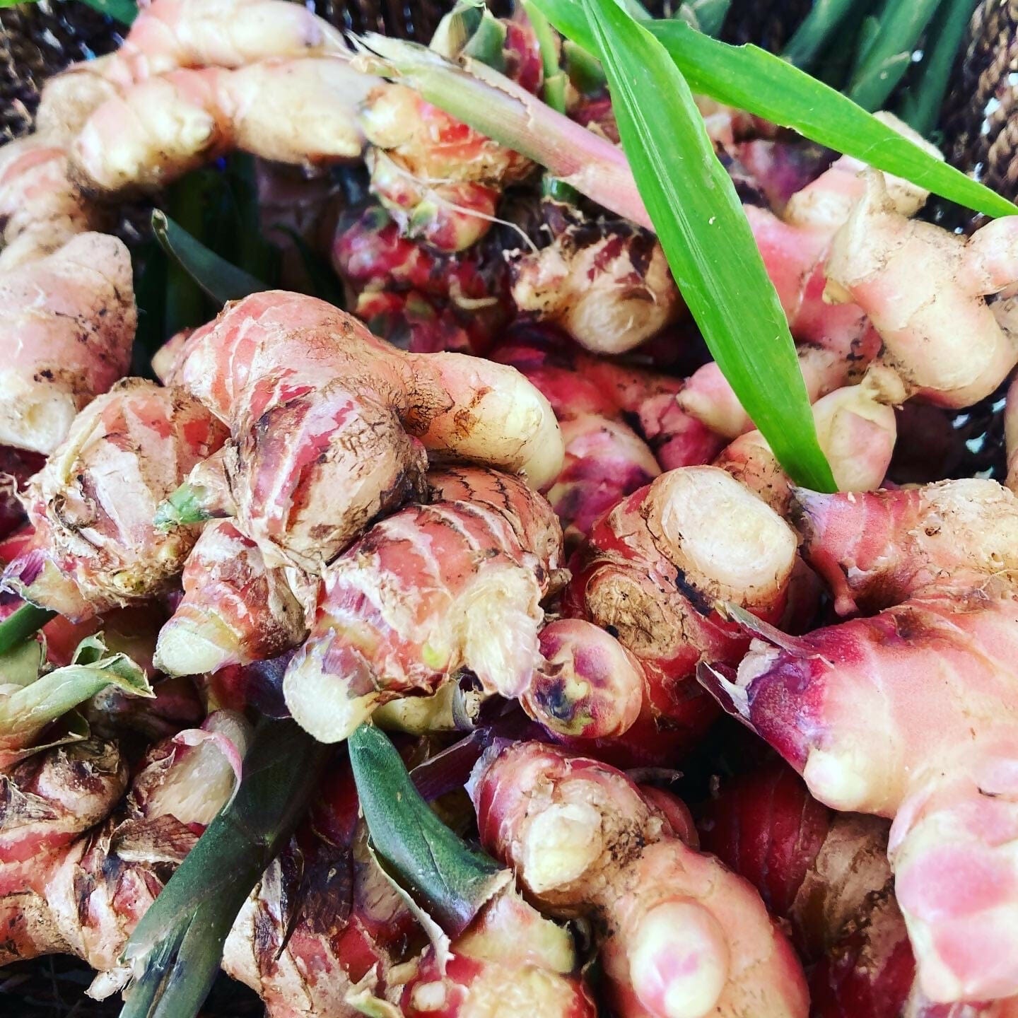 Organic Ginger - Vegetables-Levenvale Farm