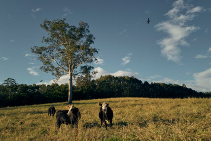 Bello Beef Beef Bello Beef CSA: Community Supported Agriculture